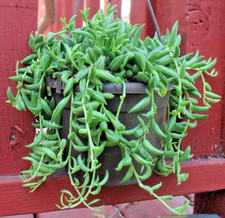 Senecio radicans unrooted for sale  Saratoga
