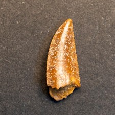Abelisaurus zahn 7cm gebraucht kaufen  Stuttgart