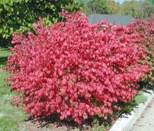 Dwarf burning bushes for sale  Mcminnville