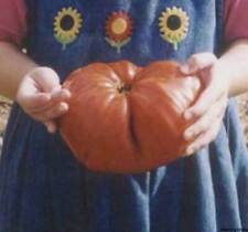 Semi pomodori cuore usato  Italia