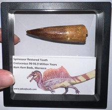Spinosaurus spinosaur fossil d'occasion  Expédié en Belgium