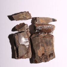 Exploded .rex tooth for sale  Somerton