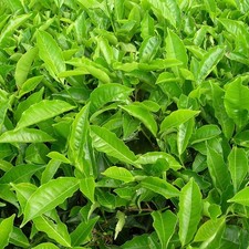 Camellia tea plant for sale Camellia tea plant for sale  GLASGOW
