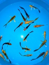 Pack mixed butterfly for sale  Estill