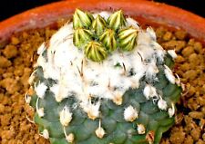 Turbinicarpus schwarzii clone usato  Italia