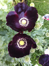 500 midnight poppy for sale  Spring Branch