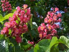 Aesculus carnea briotii gebraucht kaufen  Dillingen a.d.Donau