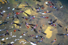 Mixed guppies mixed for sale  SOUTH CROYDON