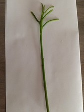 Avocado grafting monroe for sale  Clint