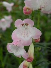 Penstemon apple blossom for sale  STOKE-ON-TRENT