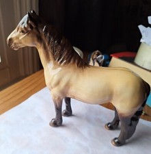 highland pony for sale highland pony for sale NEWARK