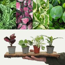 Small house plant for sale  GLASGOW