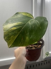 monstera variegated for sale monstera variegated for sale Johnstown