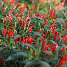 Mini chili pflanze gebraucht kaufen  Markdorf