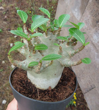 Adenium besum wüstenrose gebraucht kaufen  Rudolstadt