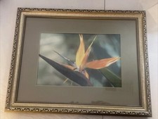 Bird paradise flower for sale  Atlanta