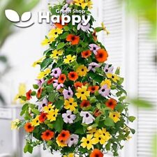 Black eyed susan for sale  DONCASTER