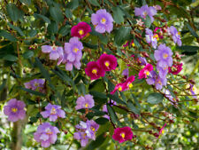Tibouchina lepidota andean usato  Torino