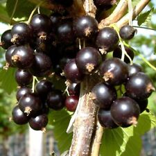 Black diamond schwarze gebraucht kaufen  Detmold