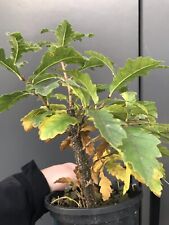 Yamadori oak bonsai for sale  LIVERPOOL