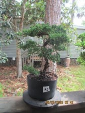 Specimen bonsai tree for sale  Gainesville