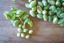 Green chickpea garbanzo for sale  Melbourne