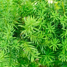 Yew hedging plants for sale  PETERBOROUGH