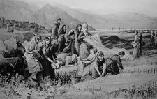 C1893 shetland print for sale  UK