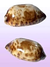 Cypraea testudinaria buton usato  Roma