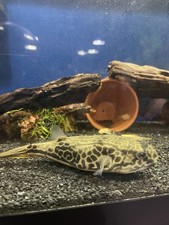 Mbu puffer fish for sale  Garfield