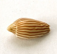 Coquillage volutidae volute d'occasion  Mandelieu-la-Napoule