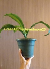 Dracena dorado altezza usato  Montegrotto Terme