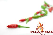 Birdseye chilli bird d'occasion  Expédié en France