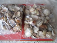 1kg schöne herzmuscheln gebraucht kaufen  Schefflenz