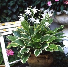 Hosta plantaginea sweet gebraucht kaufen  Goch