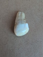 Vtg elk tooth for sale  Lake Elsinore