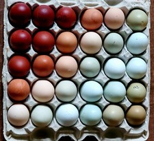 Rainbow hatching eggs for sale  Milton