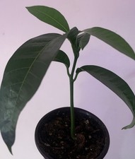 Kent mango tree for sale  Columbus