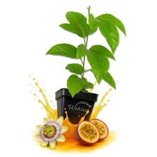 live plants for sale live plants for sale USA