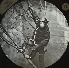 Chimpanzee dressed jacket for sale  ST. ALBANS