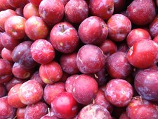 100cm victoria plum for sale  KING'S LYNN