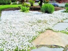 501 snow summer for sale  Wichita