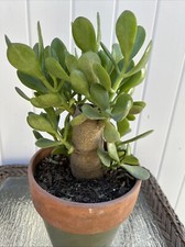 Jade plant money for sale  Van Nuys