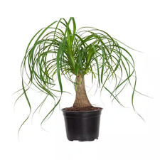Ponytail palm live for sale  Ford City