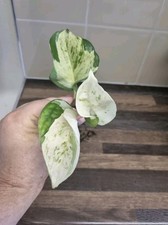 Epipremnum manjula pothos for sale  LONDON