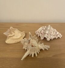 Assorted sea shells for sale  WORCESTER
