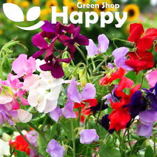 Sweet pea royal for sale  DONCASTER