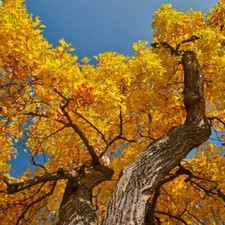Yellow tulip poplar for sale  Mcminnville