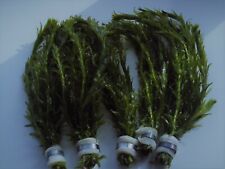 Bunched leaded elodea for sale  ROTHERHAM