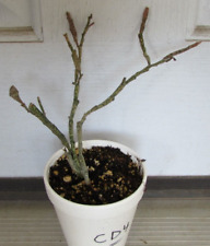 Rooted euphorbia platyclada for sale  Sarasota